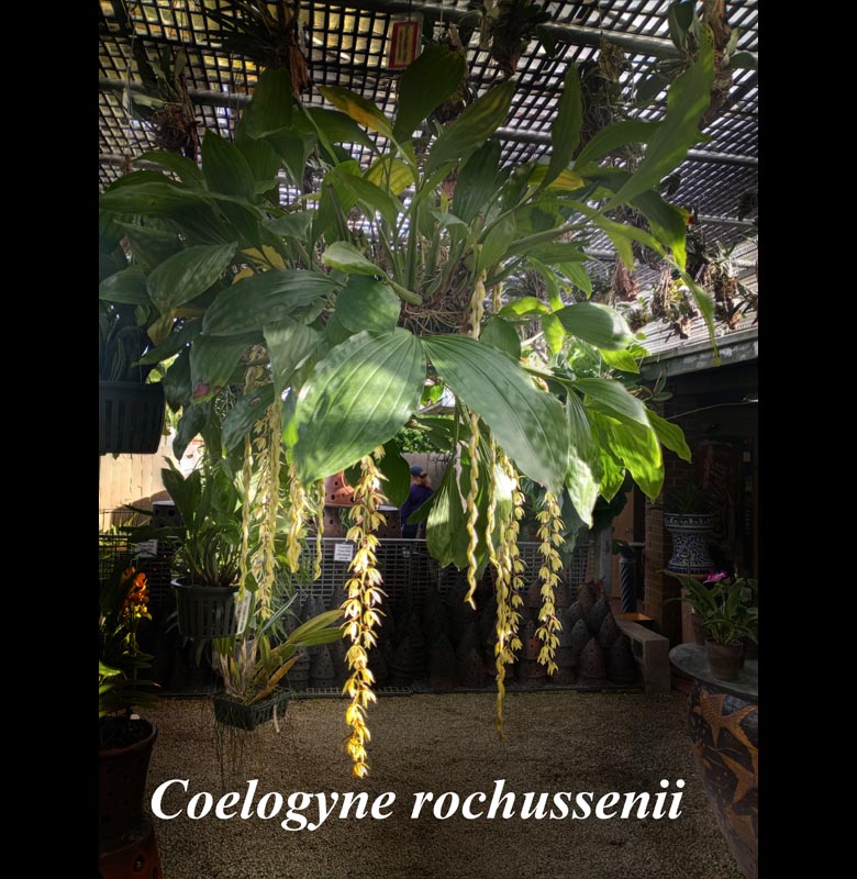 Coelogyne rochussenii 4 inch pot